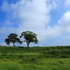 ２本の木がある風景