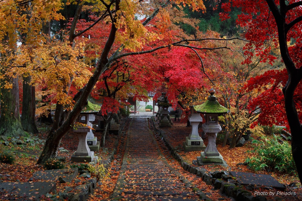  ２０１５　清水寺(ｾｲｽｲｼﾞ)の紅葉３