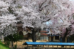 ２０１４　桜８　名もなき神社の桜
