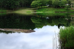 カメのいる風景