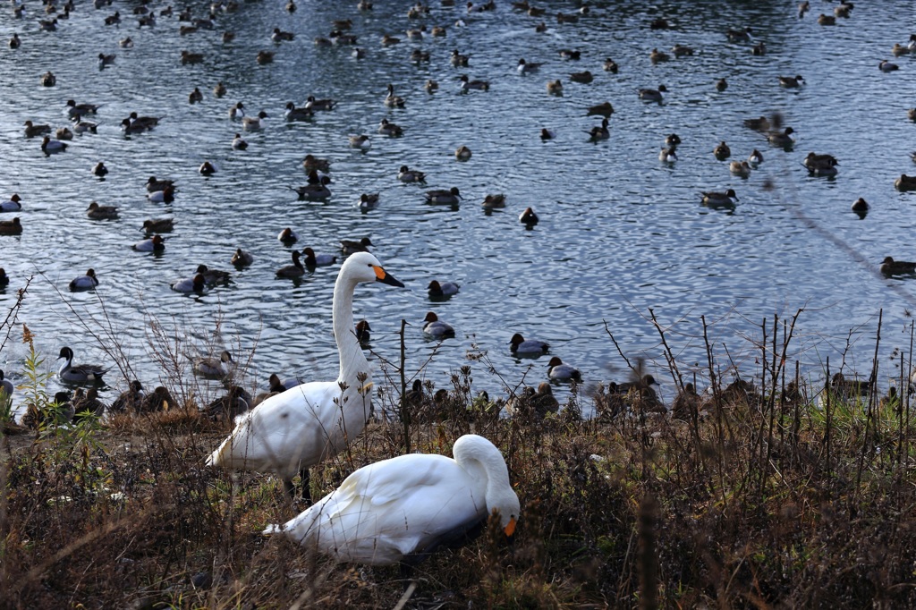 御宝田遊水池＆犀川白鳥湖２