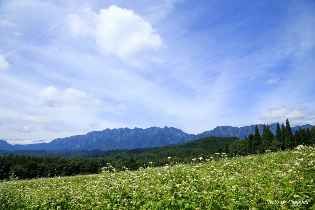 蕎麦畑から戸隠連山を望む