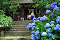 紫陽花に彩られた浄光寺
