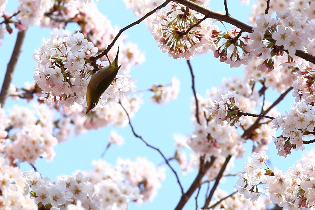 ２０１４　桜５　メジロさん登場