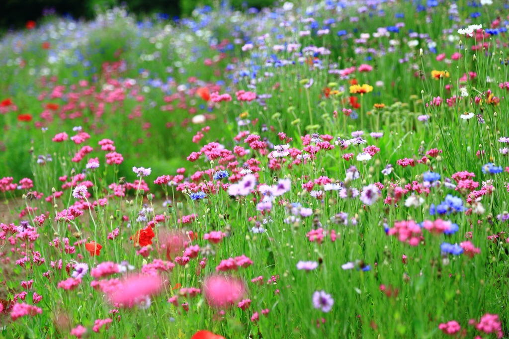 通りがかりに見つけた花畑