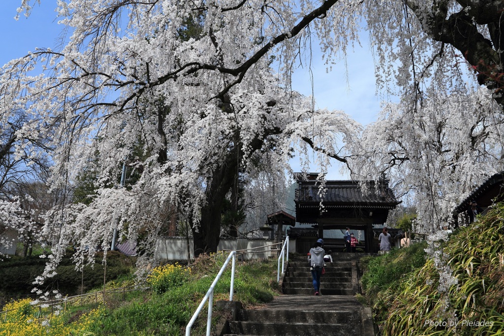 山寺の枝垂れ桜
