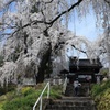 山寺の枝垂れ桜