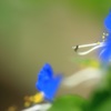 花の命は短くて・・・