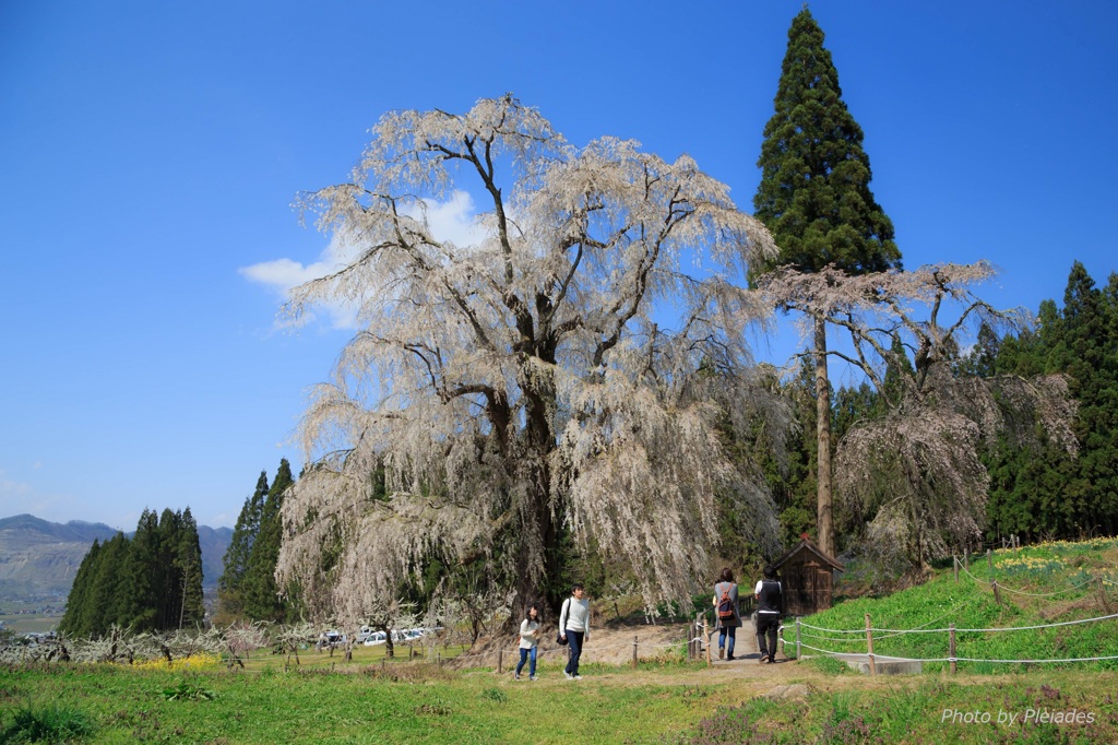 高山村の五大桜２