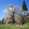 高山村の五大桜２