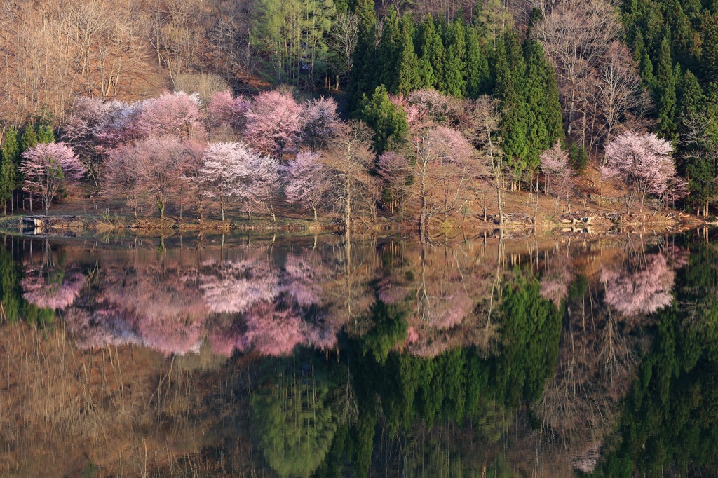 湖畔の春　