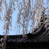 ２０１４　桜９　光林寺の枝垂れ桜３