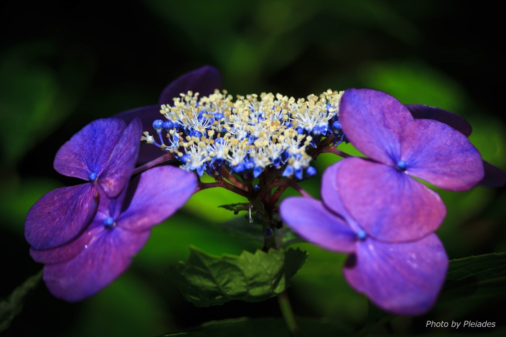 ９月の紫陽花