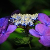 ９月の紫陽花