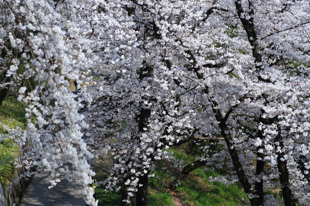 花盛り