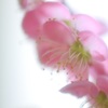 香り高き 2