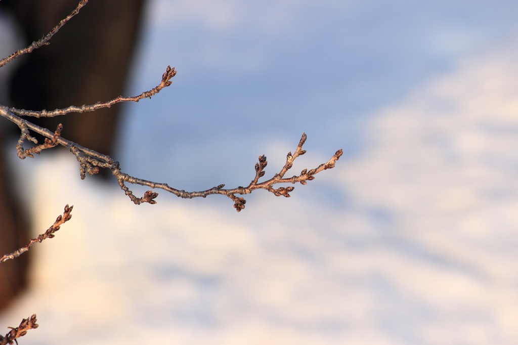 桜……春まだ遠し