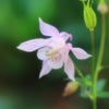 今日の花