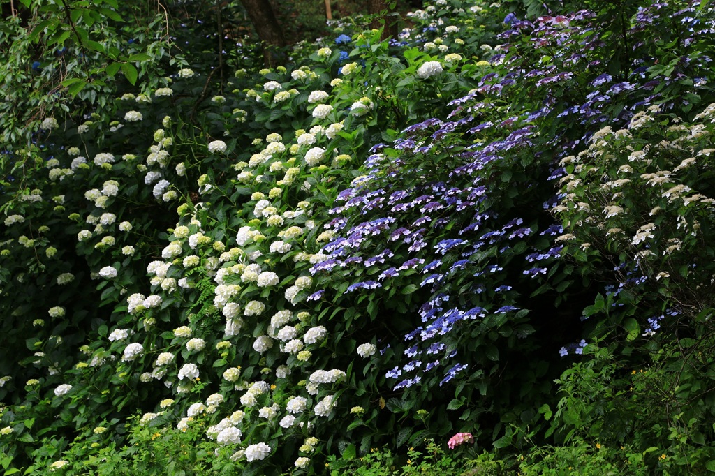 蓮台寺の紫陽花３