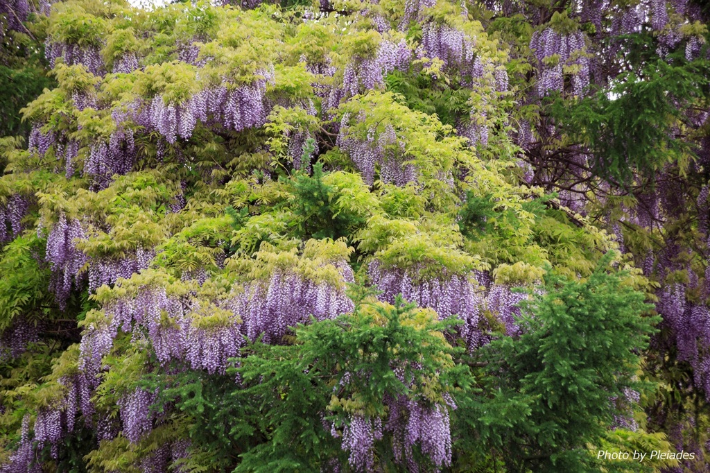 新緑も美しい山藤 By Pleiades Id 写真共有サイト Photohito