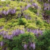 新緑も美しい山藤