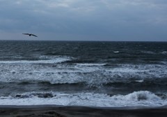 Cold Blue