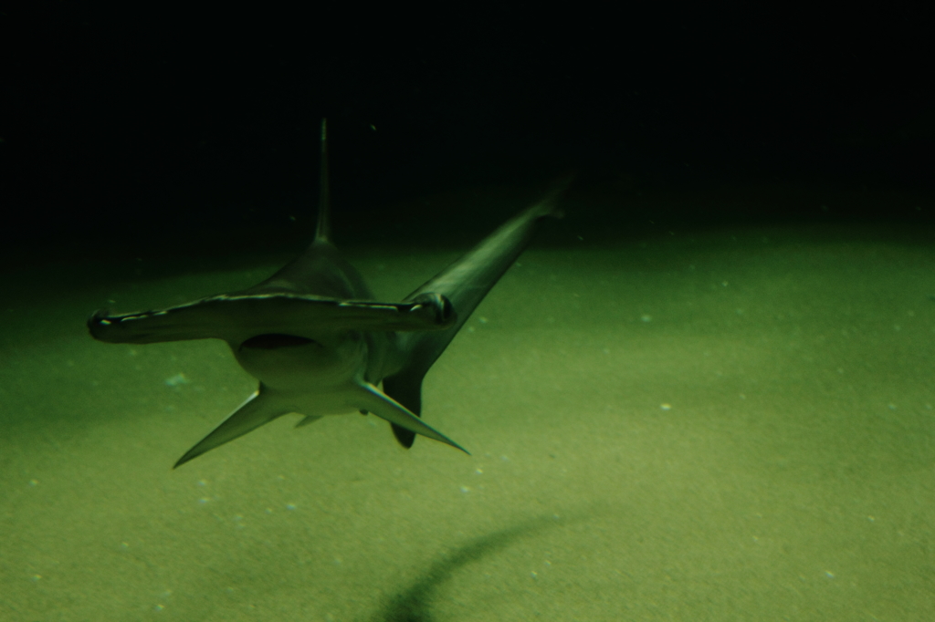 Hammerhead