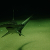 Hammerhead