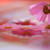 微睡みの花