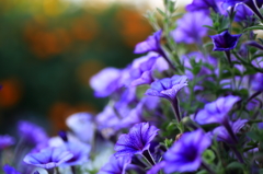 mediumpurple！