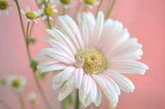 花の香りに誘われて♪