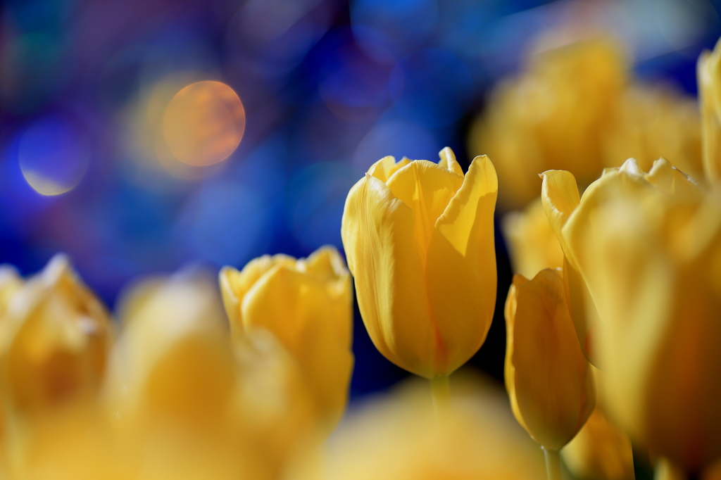 Tulip！