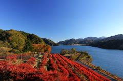 ドウダンツツジの紅葉