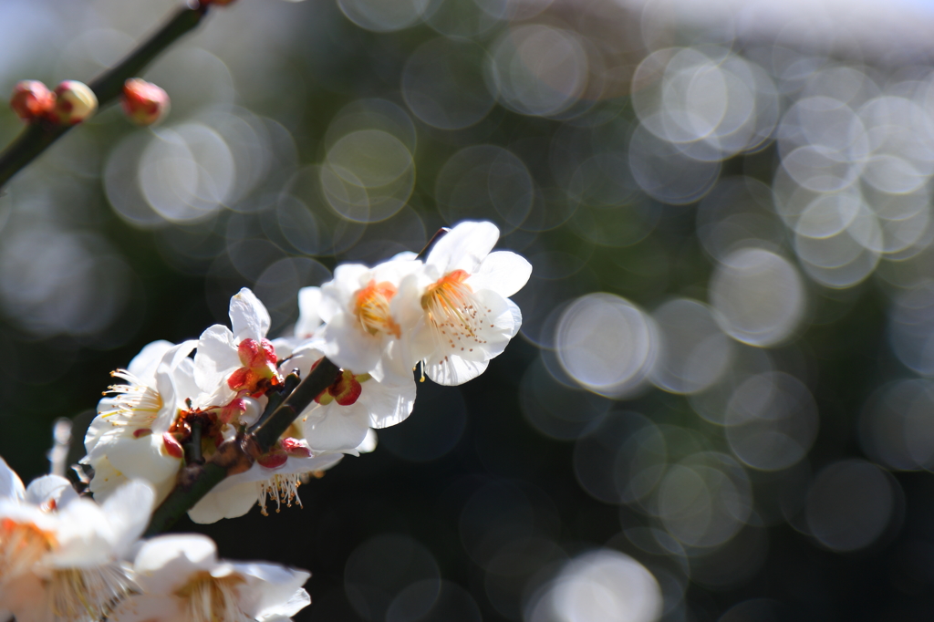 散歩道に咲く花