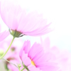 夏の秋桜