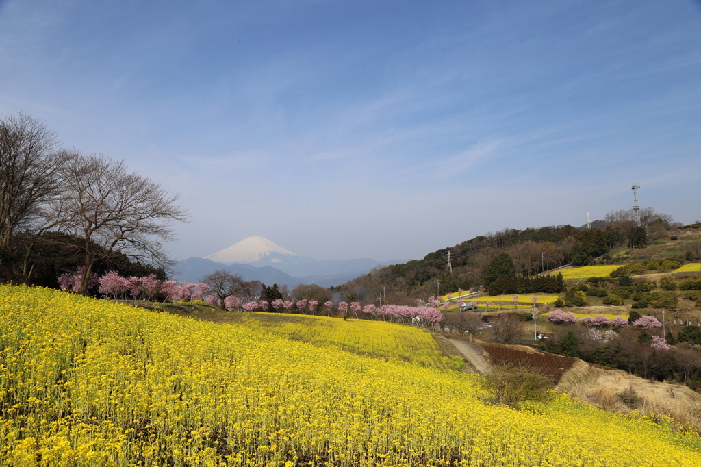 春めき桜と菜の花畑