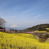 春めき桜と菜の花畑