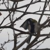 シジュウカラの毛繕い