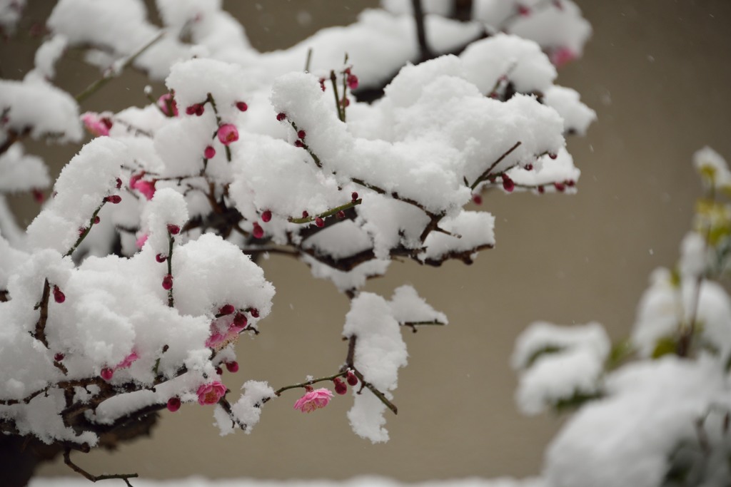 梅の花 と 雪 その2