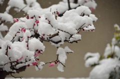 梅の花 と 雪 その2