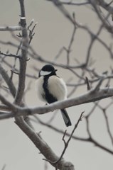 シジュウカラの一休み