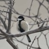 シジュウカラの一休み