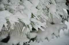 雪の積もる松