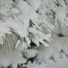 雪の積もる松