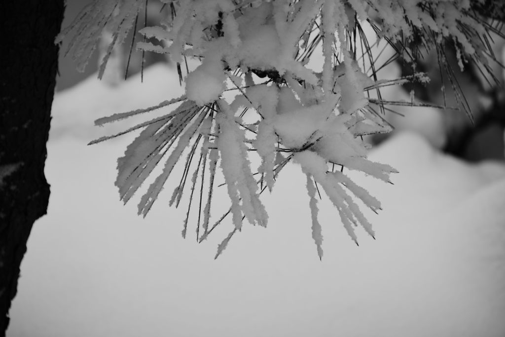 松の葉と雪