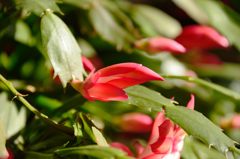 サボテンの花2