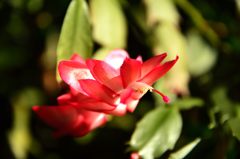サボテンの花1