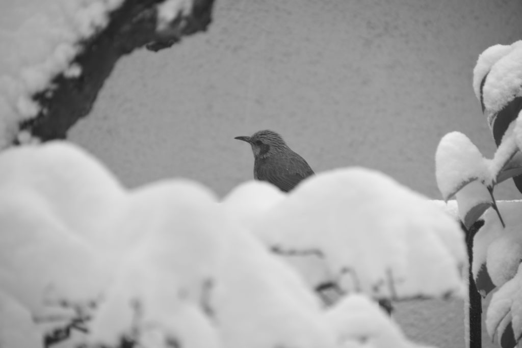 ヒヨドリと雪