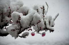 梅の花 と 雪 その3