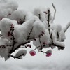 梅の花 と 雪 その3